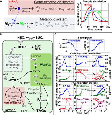 Integrative Modeling of Gene Expression and Metabolic Networks of Arabidopsis Embryos for Identification of Seed Oil Causal Genes